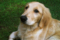 Dogs help with truancy problems: Nine Ways How Special Dogs are Helping Children with Special Needs
